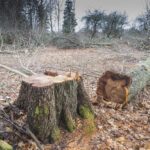 Comment estimer le coût de l'abattage d'un arbre selon sa taille et son espèce ?