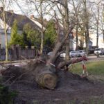 Comment se déroule un abattage d’arbre en milieu urbain ?