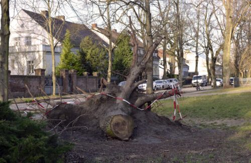 abatage arbre en ville