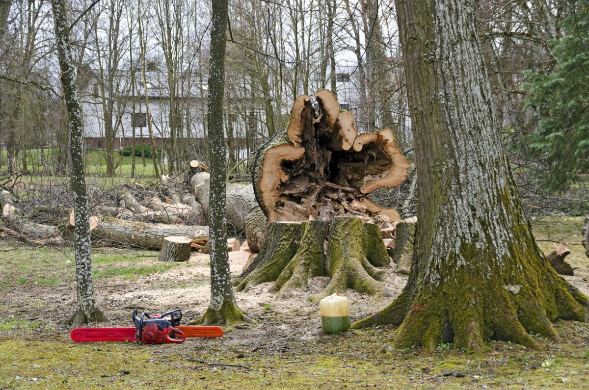 abattre un arbre malade ou mort