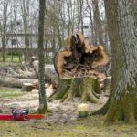 Pourquoi et comment abattre un arbre malade ou mort ?