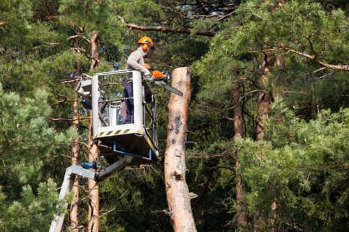 abattage arbre nacelle montpellier