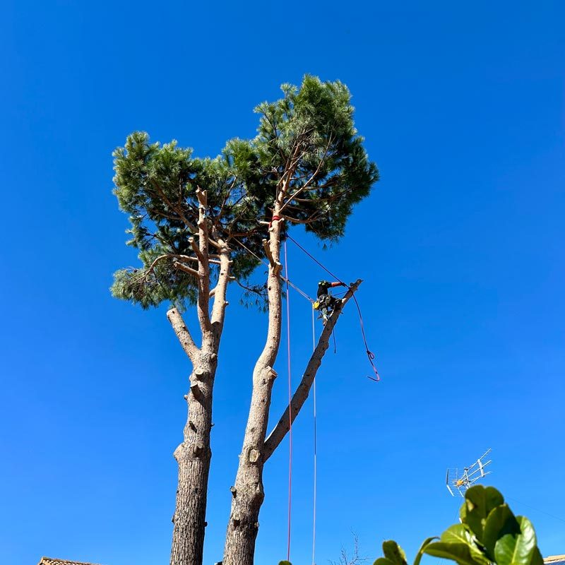 ac paysage entretien jardin gard