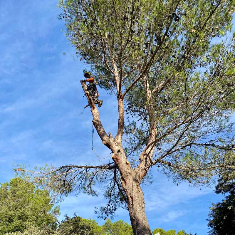 ac paysage entretien jardin gard