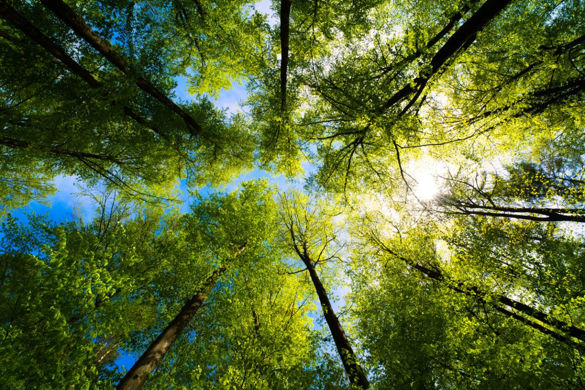 arbres en forêt