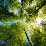 Pourquoi faut-il parfois abattre des arbres en forêt pour régénérer la biodiversité ?