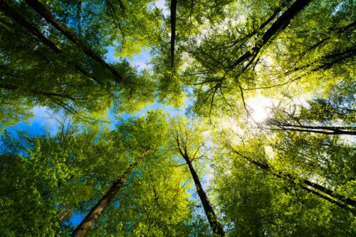 arbres en forêt