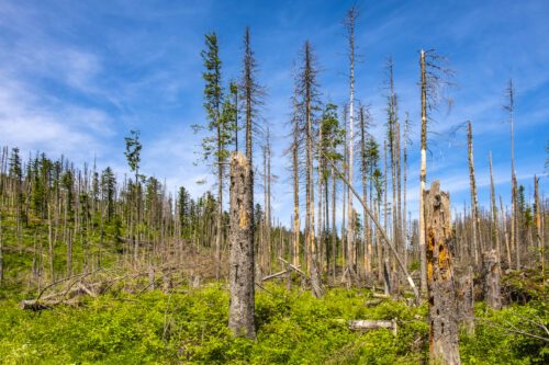 arbres morts