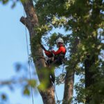 Quel est le coût moyen pour l'élagage d'un arbre selon l'espèce ?