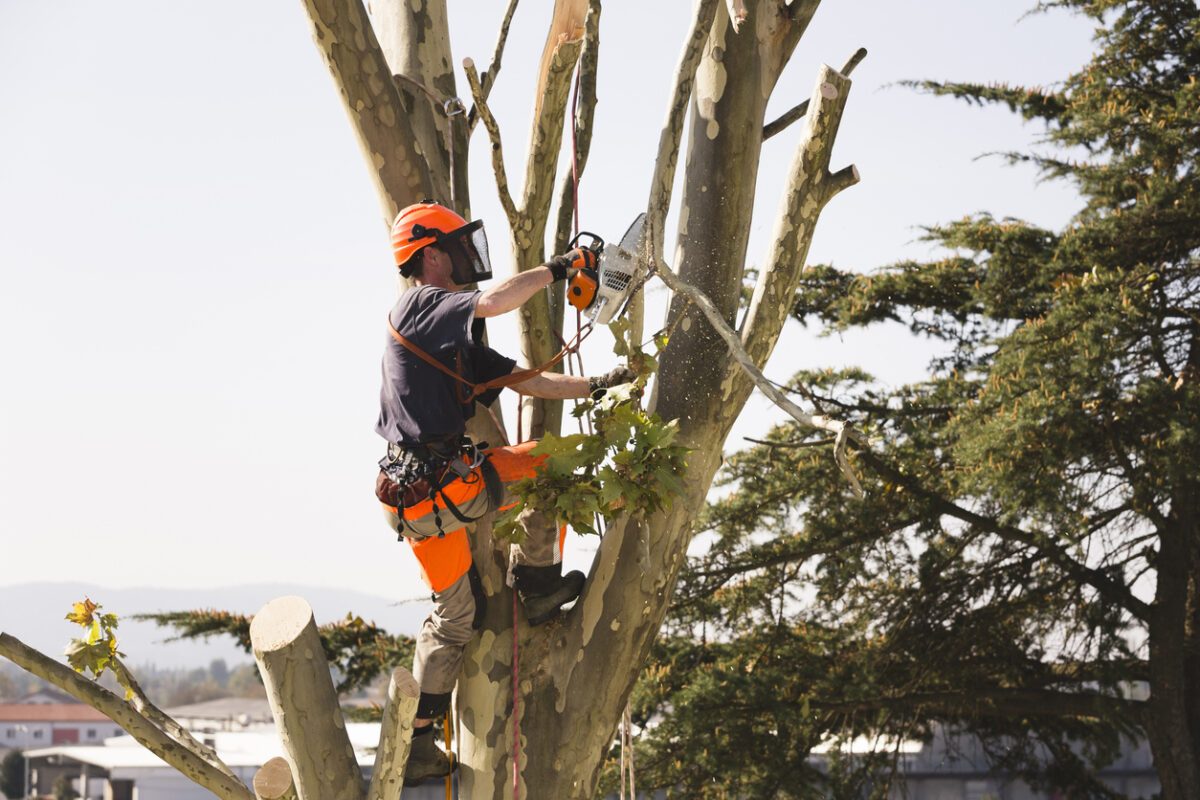 élaguer un arbre