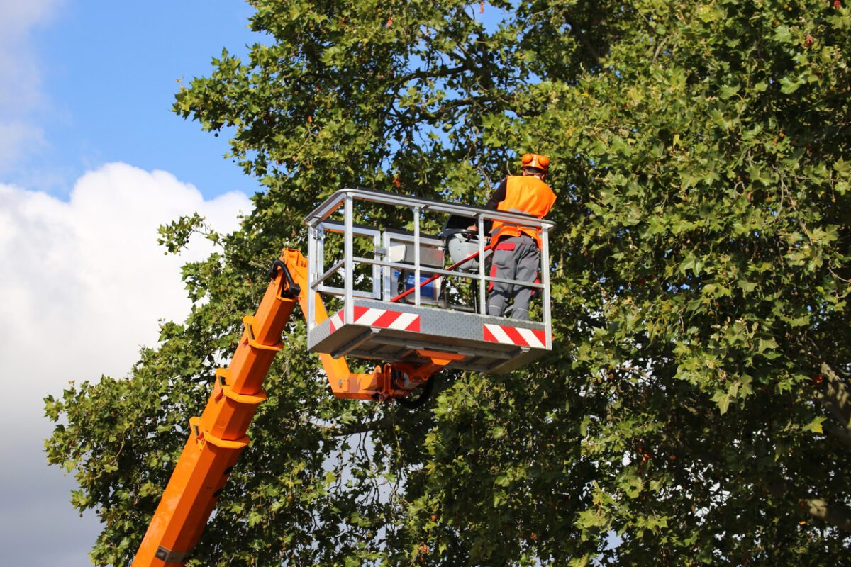 haubanage des arbres