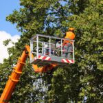 Introduction à l'haubanage des arbres : qu'est-ce que c'est et pourquoi est-ce important ?