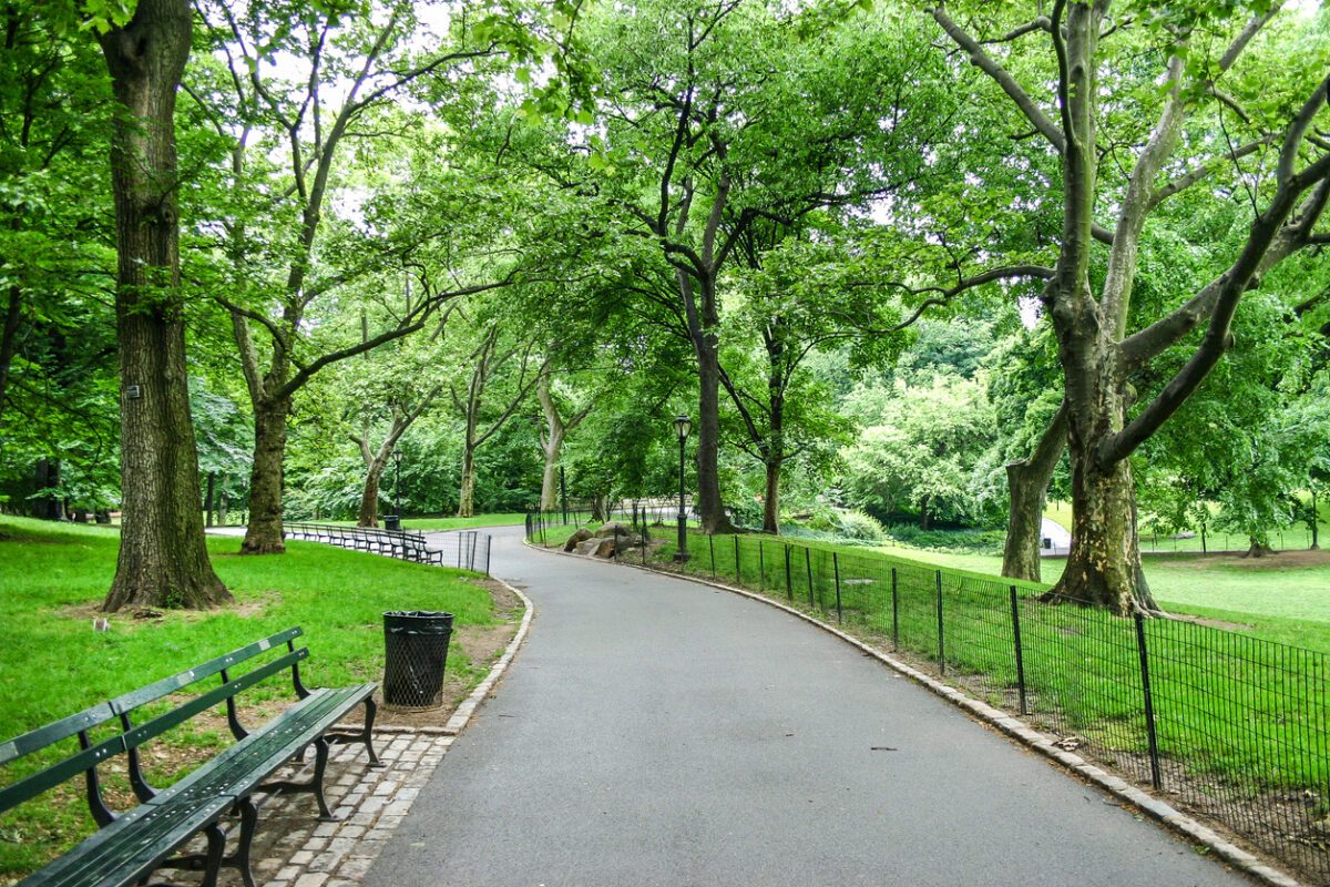 test de traction sur les arbres d'un parc public